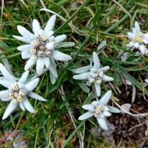 Edelweiss on the mountain Curtissons (west of Jof di Montasio)